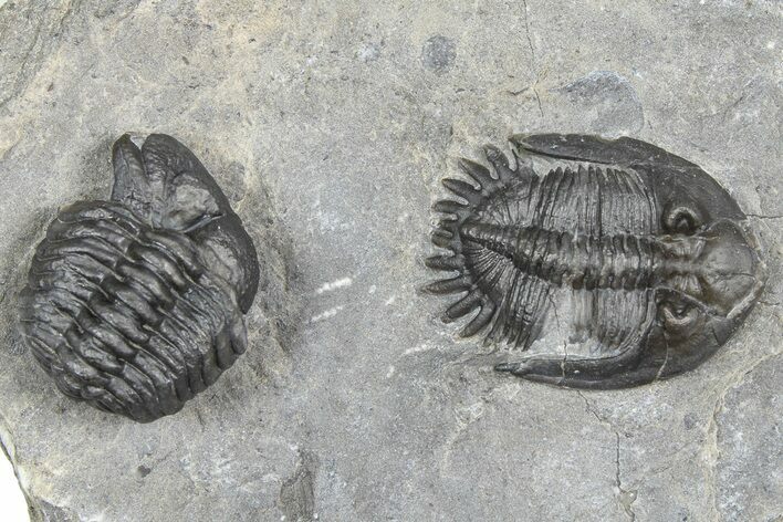 Mrakibina Trilobite - Mrakib, Morocco #363133